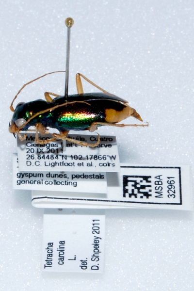 pinned tiger beetle