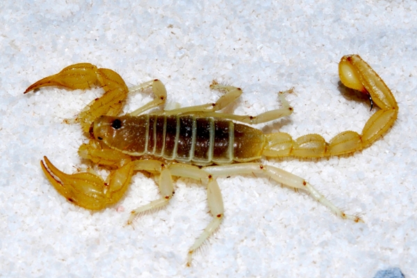 sand scorpion