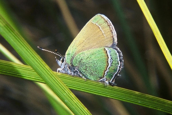 state butterfly