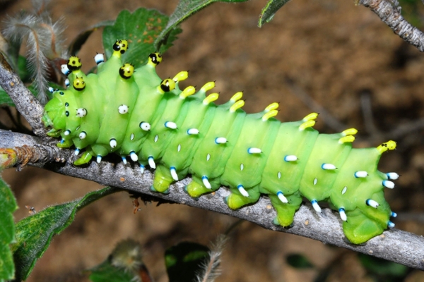 silkmoth caterpillar
