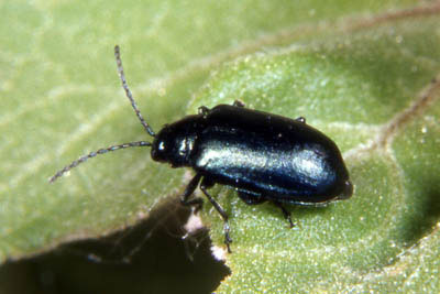 Flea Leaf-beetle
