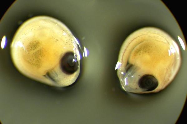 fish larvae under microscope