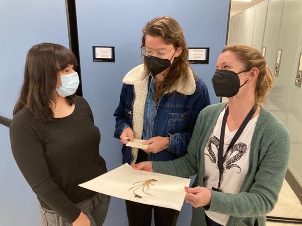 Harpo Faust (middle) gets oriented on her first day on the job, with help from Gwen Houston-Hatton (left), a curatorial assistant in her fifth year, and Dr. Hannah Marx (right), Curator