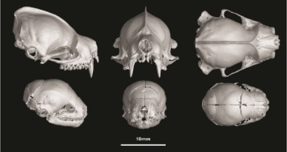 bat-skulls-ct-scans.jpg
