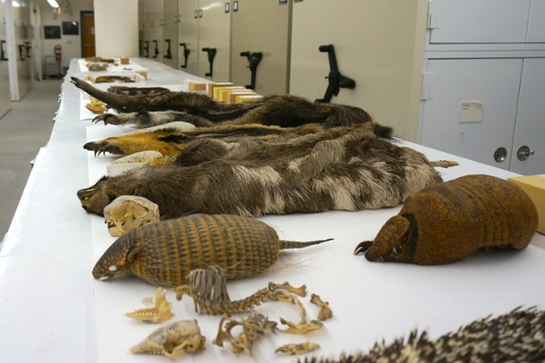 specimens on display