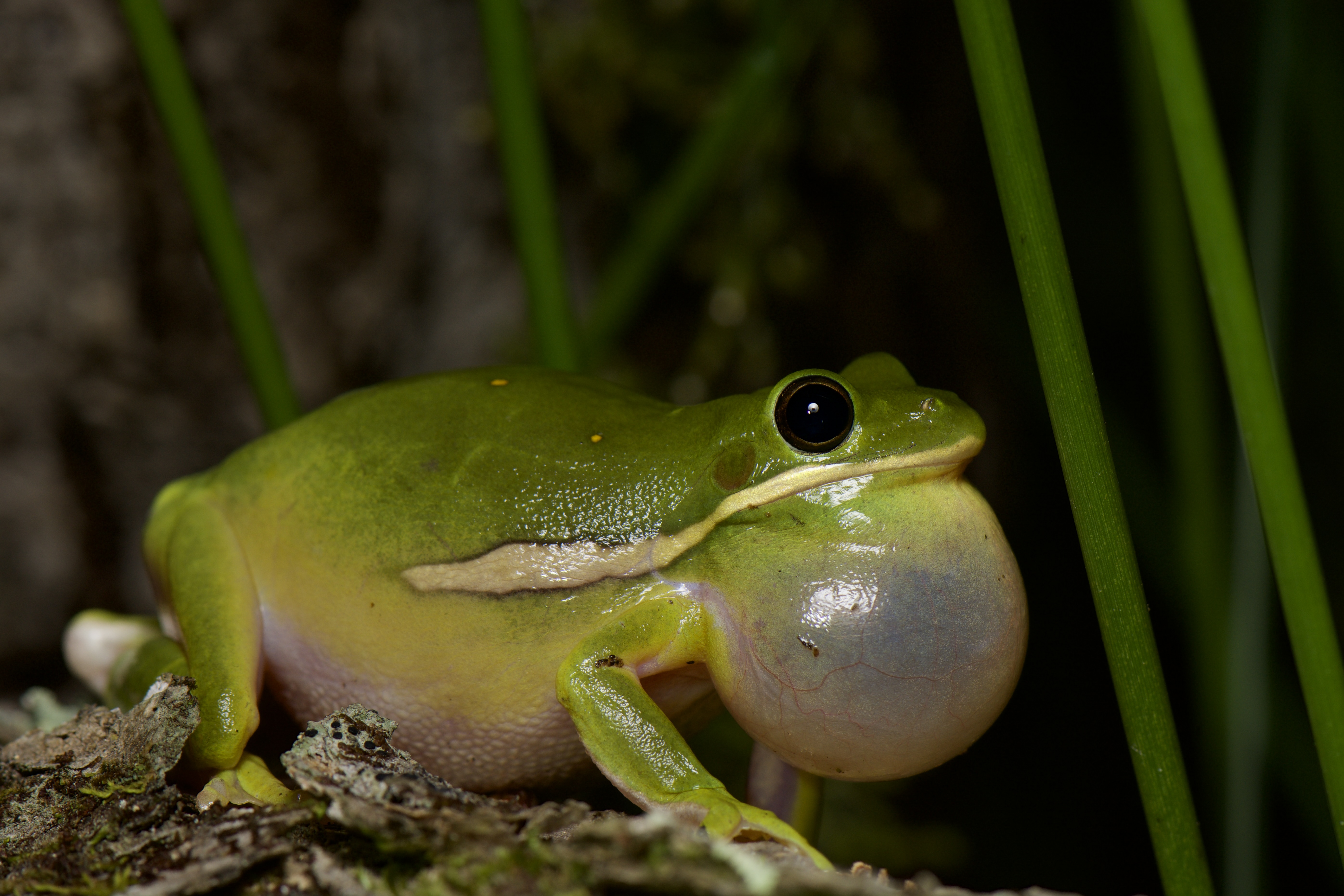 Male green treefrog (Hyla cinerea) with inflated vocal sac.  Males make a loud, repetitive "QUONK" sound to attract females and help lucky researchers find them. Photo by Kathleen Webster.