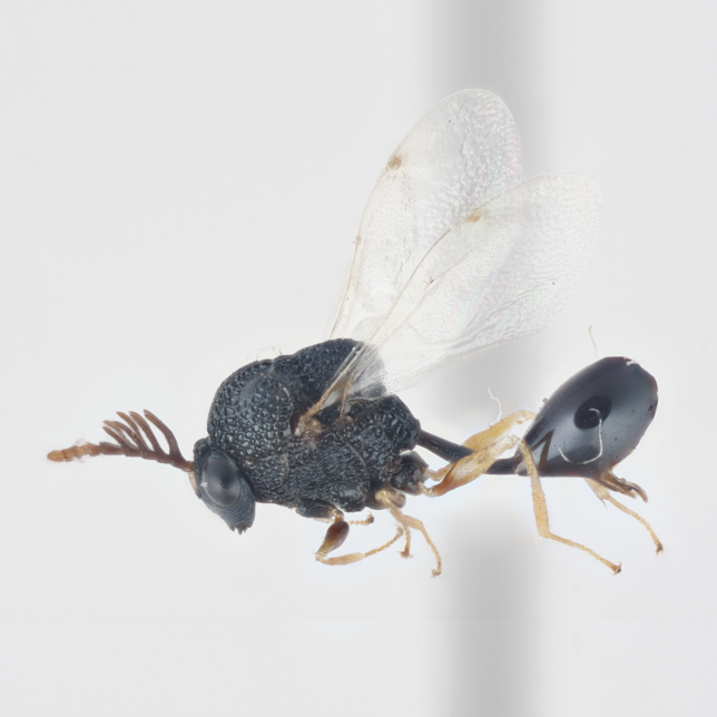 Ornate Ant Killer Photo