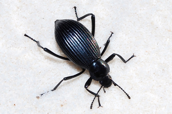 pinacate beetle