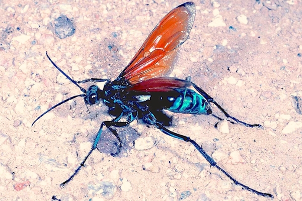 state insect