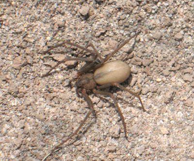 Brown Recluse Spider