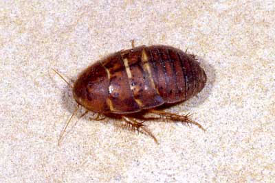 desert sand cockroach