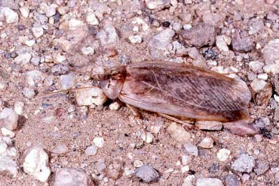 Desert sand cockroach