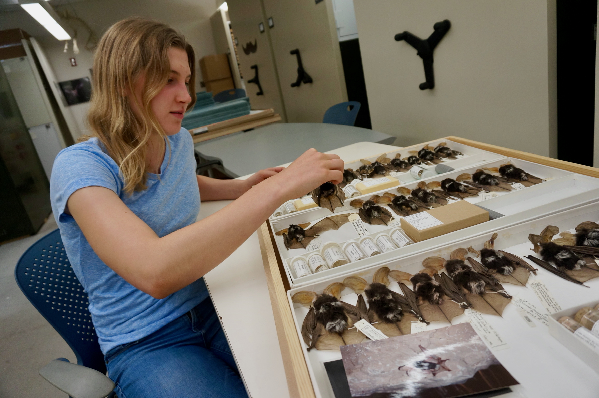 volunteer-sorting-bats.jpeg