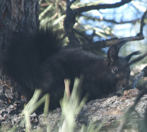 Abert's Squirrel
