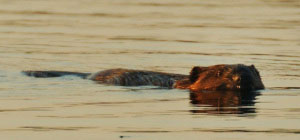American Beaver