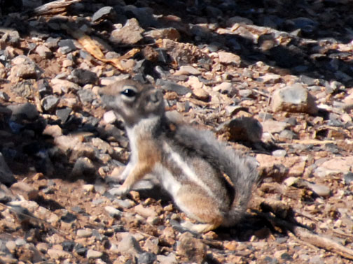 Abert's Squirrel