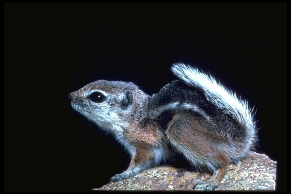Ammospermophilus leucopus