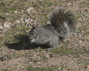 Arizona Gray Squirrel