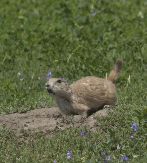 Black-tailed Prairie Dog