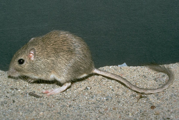 Chaetodipus baileyi