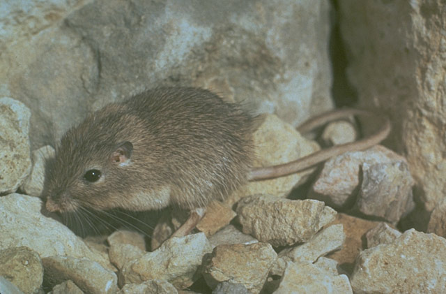 Chaetodipus nelsoni