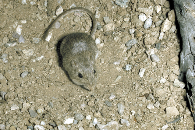 Chaetodipus penicillatus