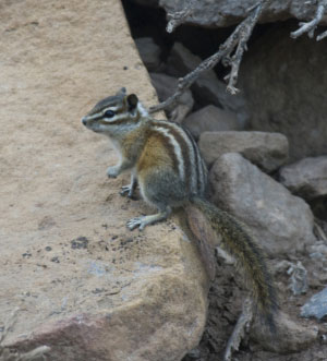 Colorado Chipmunk