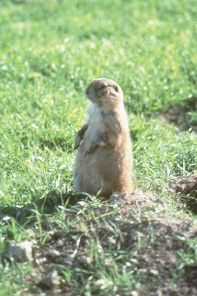 Cynomys gunnisoni