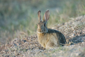 Desert Cottontail
