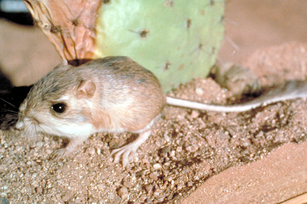 Dipodomys meeriami