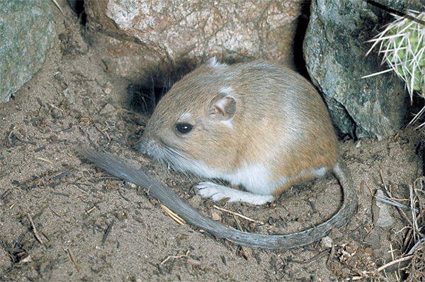 dipodomys_ordii