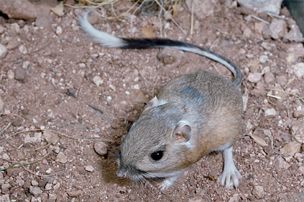 kangaroo rat