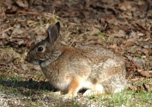 Eastern Cottontail