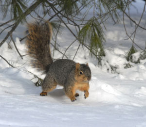 Eastern Fox Squirrel