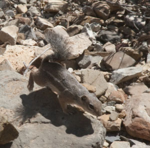 Harris's antelope squirrel