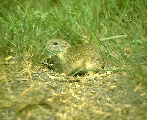 Abert's Squirrel