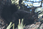 Abert's Squirrel