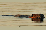 Castoridae