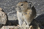American Pika