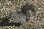 Arizona Gray Squirrel