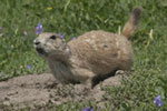 Black-tailed Prairie Dog