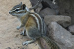 Colorado Chipmunk