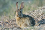 Desert Cottontail