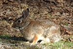 Eastern cottontail
