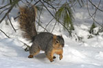Eastern Fox Squirrel
