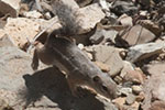 Harris's Antelope Squirrel