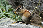 Least Chipmunk