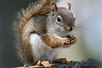 Sciuridae