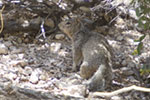 Rock Squirrel