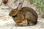 Snowshoe Hare